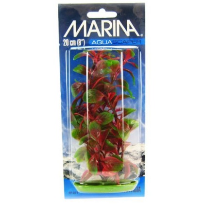 Marina Red Ludwigia Plant