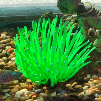 Aquatic Creations Aquarium Decor X-Large Anemone Green